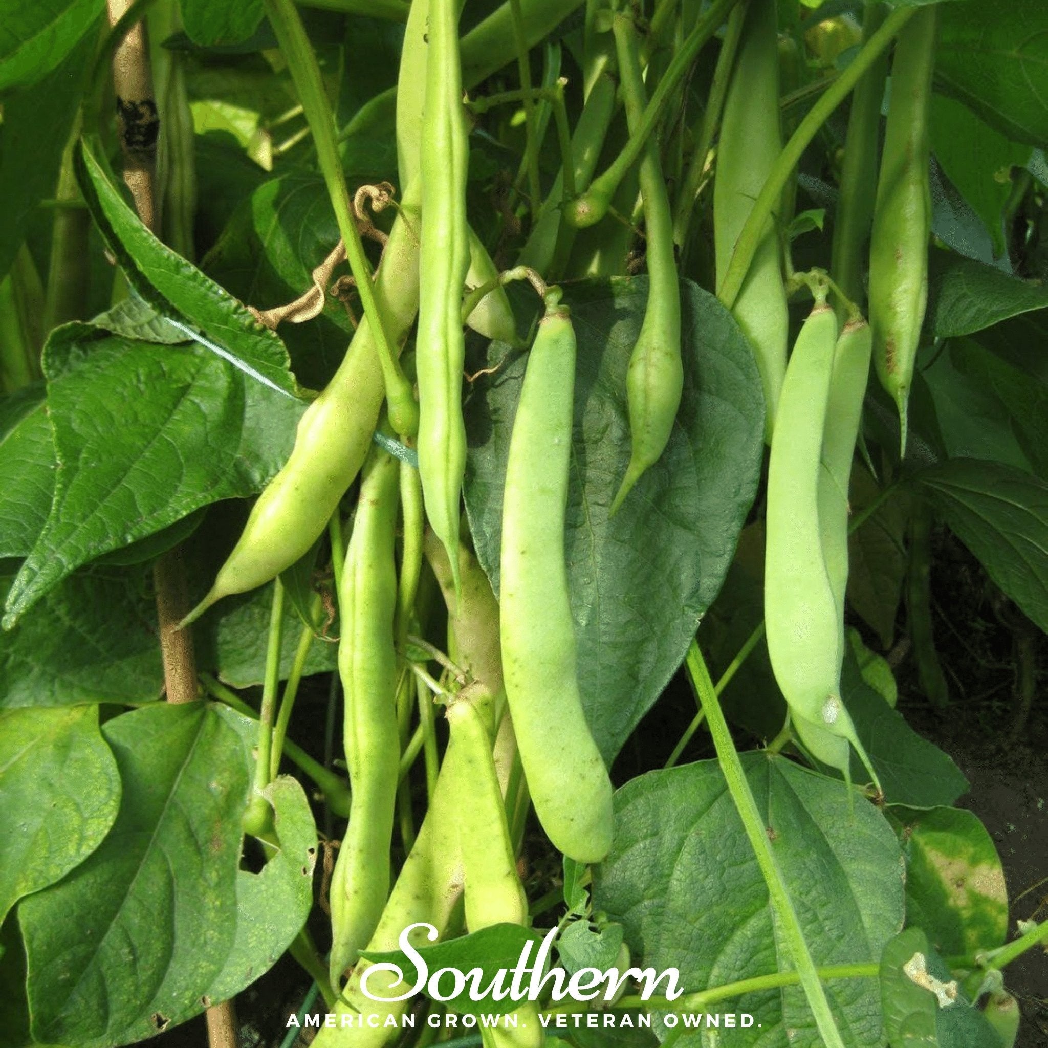 Bean, Kidney, Light Red (Phaseolus vulgaris) - 20 Seeds - Seed