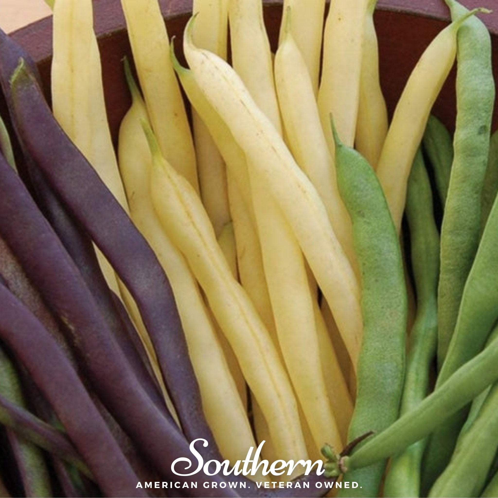 Bean, Multicolored Mix (Phaseolus lunatus) - 30 Seeds | Seed Therapy – Heirloom Garden Seeds