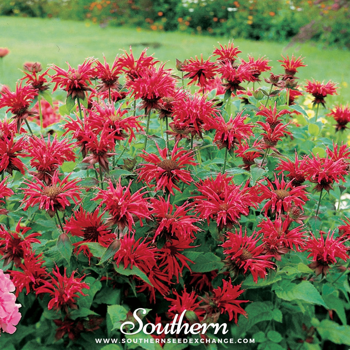 Bee Balm, Scarlet Bergamot (Monarda didyma) - 20 Seeds - Southern Seeds