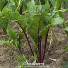 Beet, Crosby's Egyptian (Beta vulgaris) - 100 Seeds | Seed Therapy – Heirloom Garden Seeds