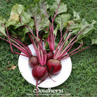 Beet, Crosby's Egyptian (Beta vulgaris) - 100 Seeds | Seed Therapy – Heirloom Garden Seeds