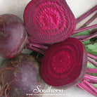 Beet, Crosby's Egyptian (Beta vulgaris) - 100 Seeds | Seed Therapy – Heirloom Garden Seeds