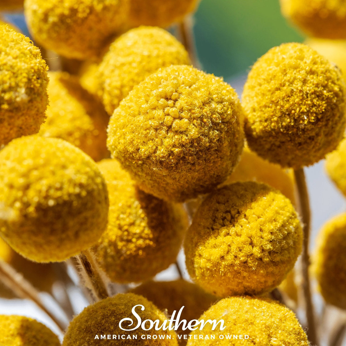 Billy Buttons - Drumsticks (Craspedia globosa) - 50 Seeds - Seed ...