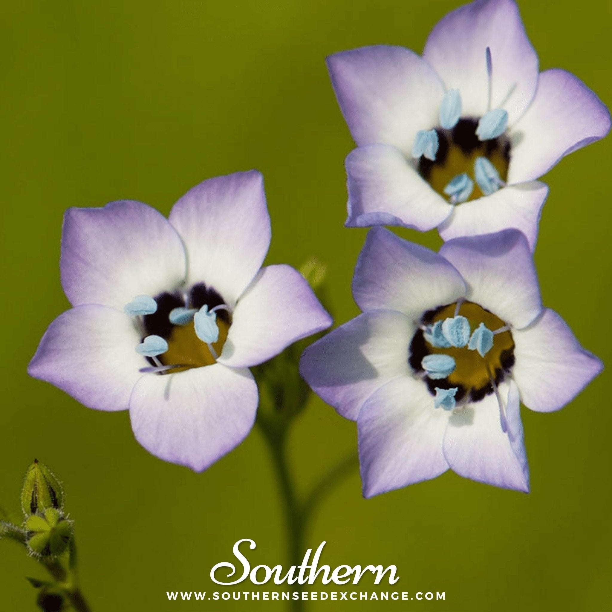 Bird's Eye (Gilia tricolor) - 100 Seeds | Seed Therapy – Heirloom Garden Seeds