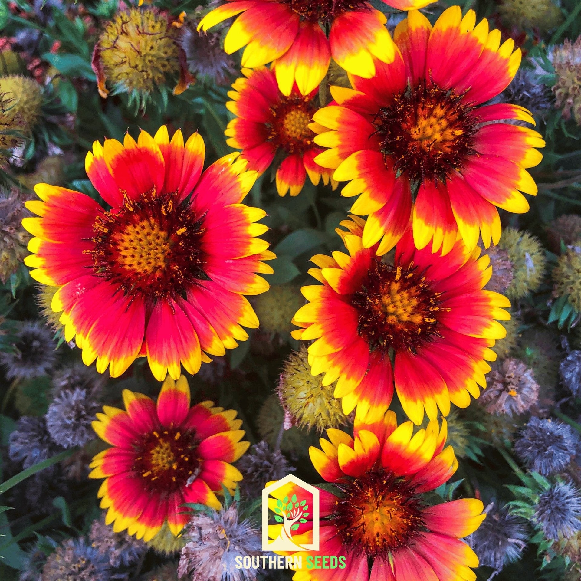 Blanket Flower (Gaillardia aristata) - 200 Seeds