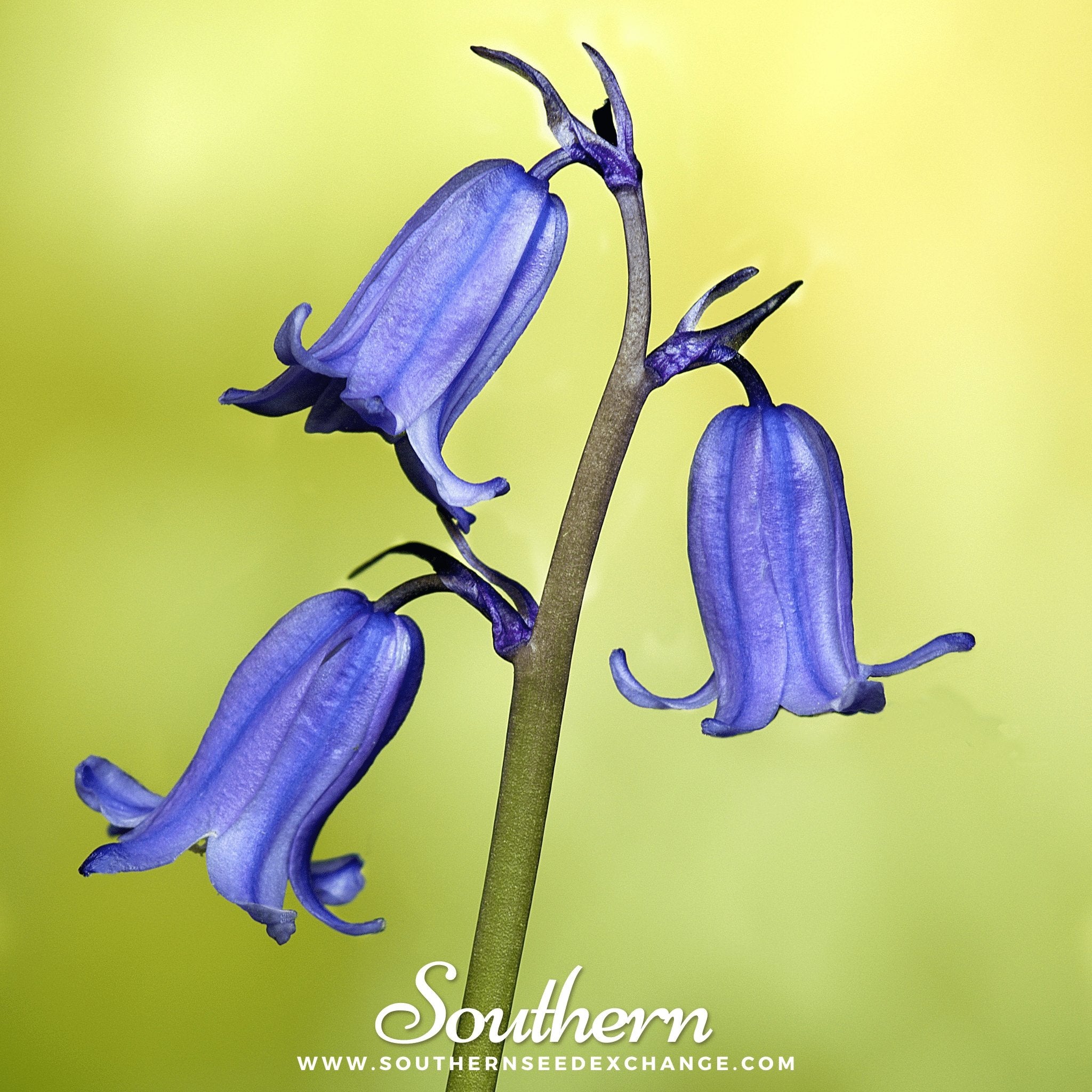 California Bluebells Seeds – Epic Gardening California Bluebells Seeds – Epic Gardening
