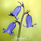 Bluebell, California (Phacelia campanularia) - 500 Seeds | Seed Therapy – Heirloom Garden Seeds
