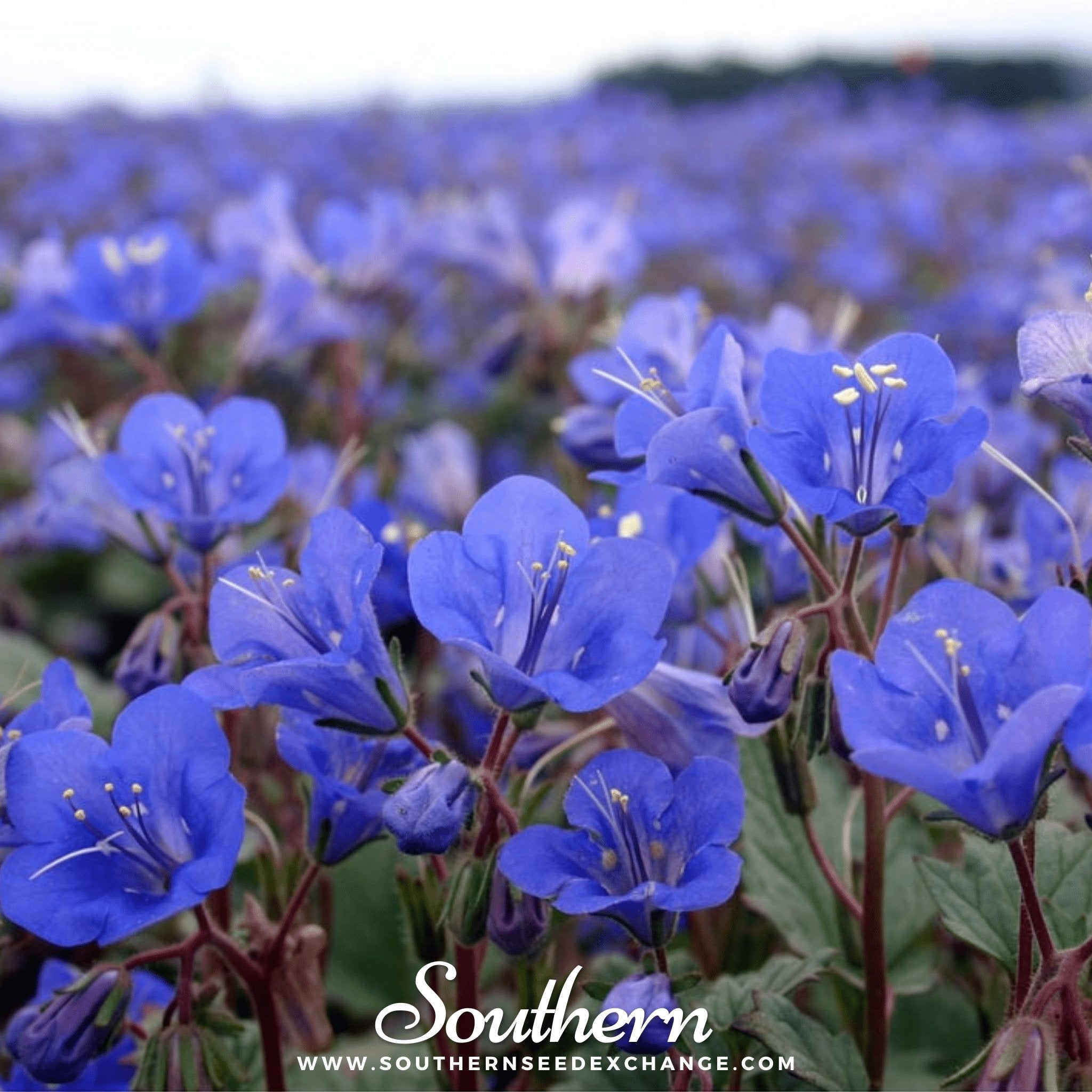 Bluebell, California (Phacelia campanularia) - 500 Seeds | Seed Therapy – Heirloom Garden Seeds