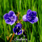 Bluebell, California (Phacelia campanularia) - 500 Seeds | Seed Therapy – Heirloom Garden Seeds
