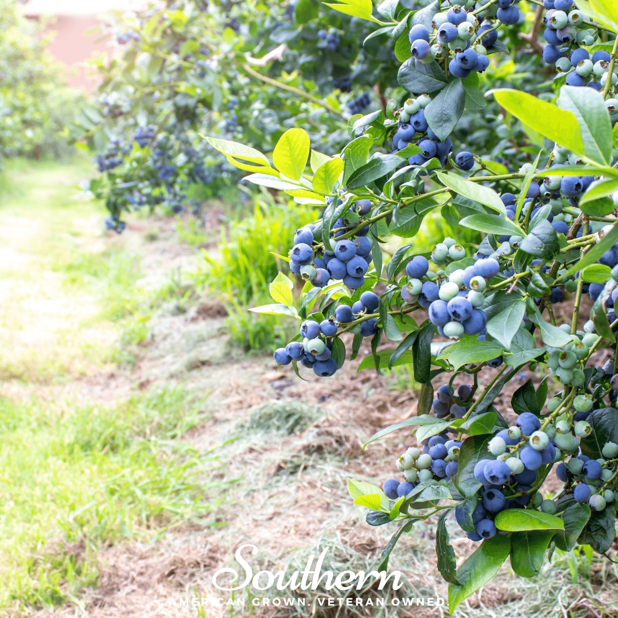 Blueberry, Northern Highbush (Vaccinium corymbosum) - 50 Seeds | Seed Therapy – Heirloom Garden Seeds
