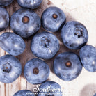 Blueberry, Northern Highbush (Vaccinium corymbosum) - 50 Seeds | Seed Therapy – Heirloom Garden Seeds
