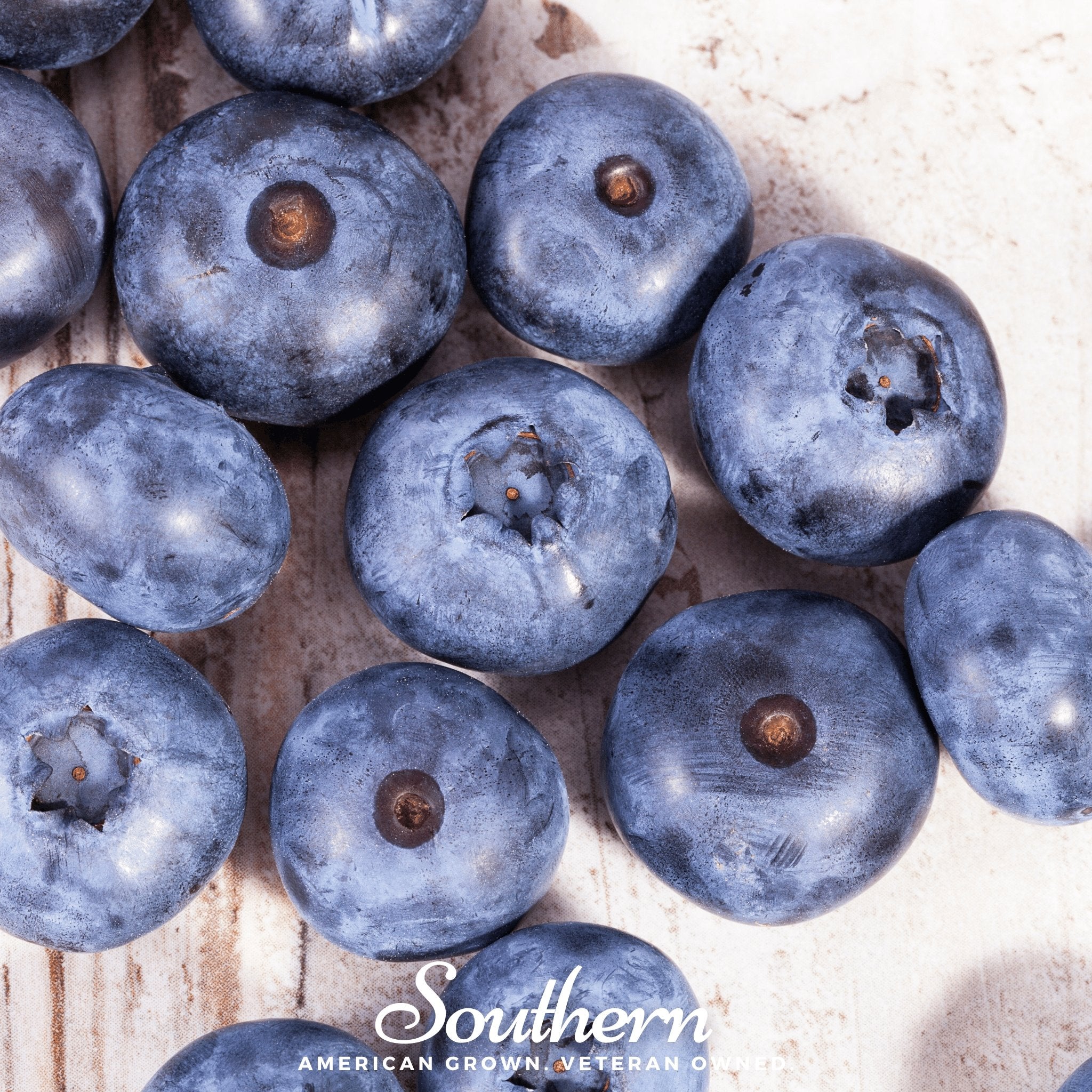 Blueberry, Northern Highbush (Vaccinium corymbosum) - 50 Seeds | Seed Therapy – Heirloom Garden Seeds