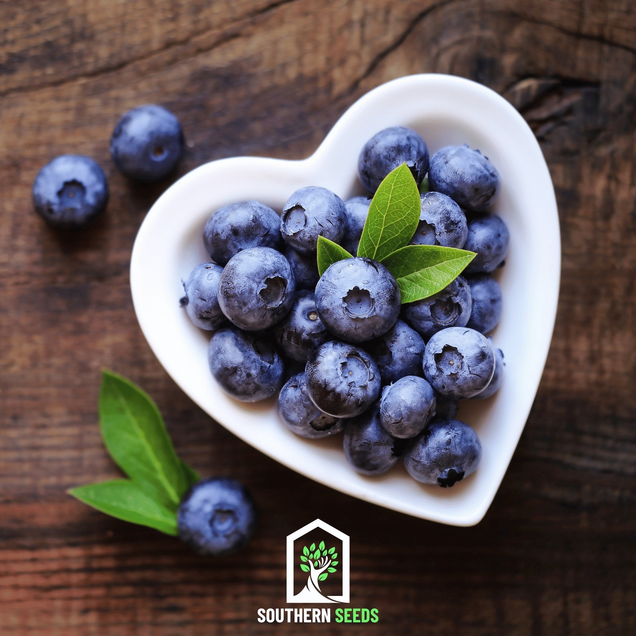 Blueberry, Southern Highbush (Vaccinium corymbosum) - 50 Seeds | Seed Therapy – Heirloom Garden Seeds