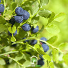 Blueberry, Southern Highbush (Vaccinium corymbosum) - 50 Seeds | Seed Therapy – Heirloom Garden Seeds