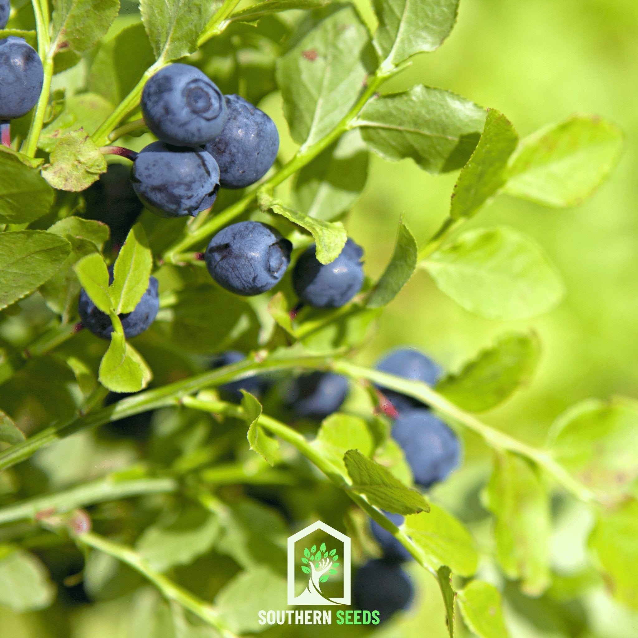 Blueberry, Southern Highbush (Vaccinium corymbosum) - 50 Seeds | Seed Therapy – Heirloom Garden Seeds