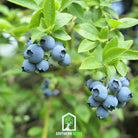Blueberry, Southern Highbush (Vaccinium corymbosum) - 50 Seeds | Seed Therapy – Heirloom Garden Seeds