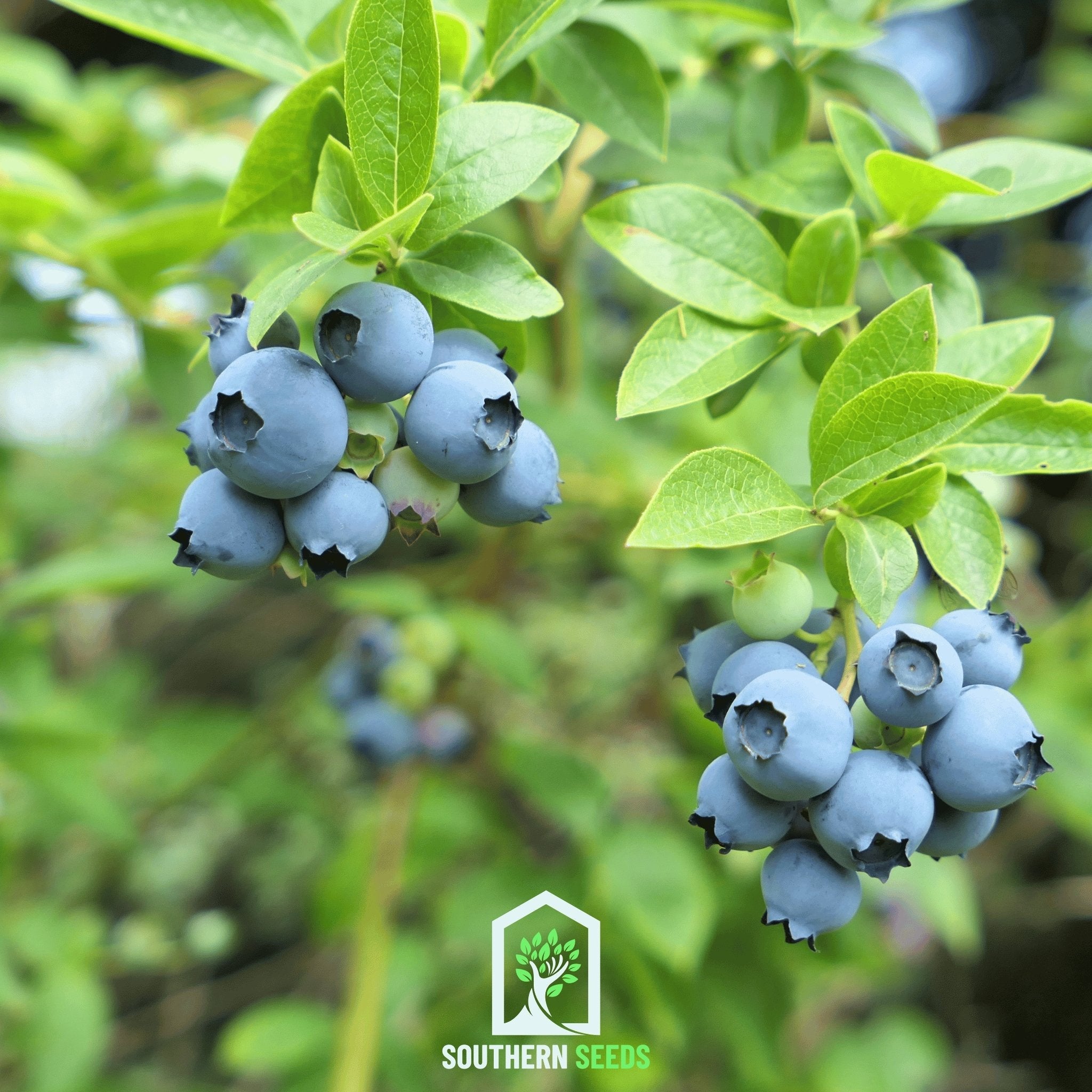 Blueberry, Southern Highbush (Vaccinium corymbosum) - 50 Seeds | Seed Therapy – Heirloom Garden Seeds