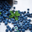 Blueberry, Southern Highbush (Vaccinium corymbosum) - 50 Seeds | Seed Therapy – Heirloom Garden Seeds