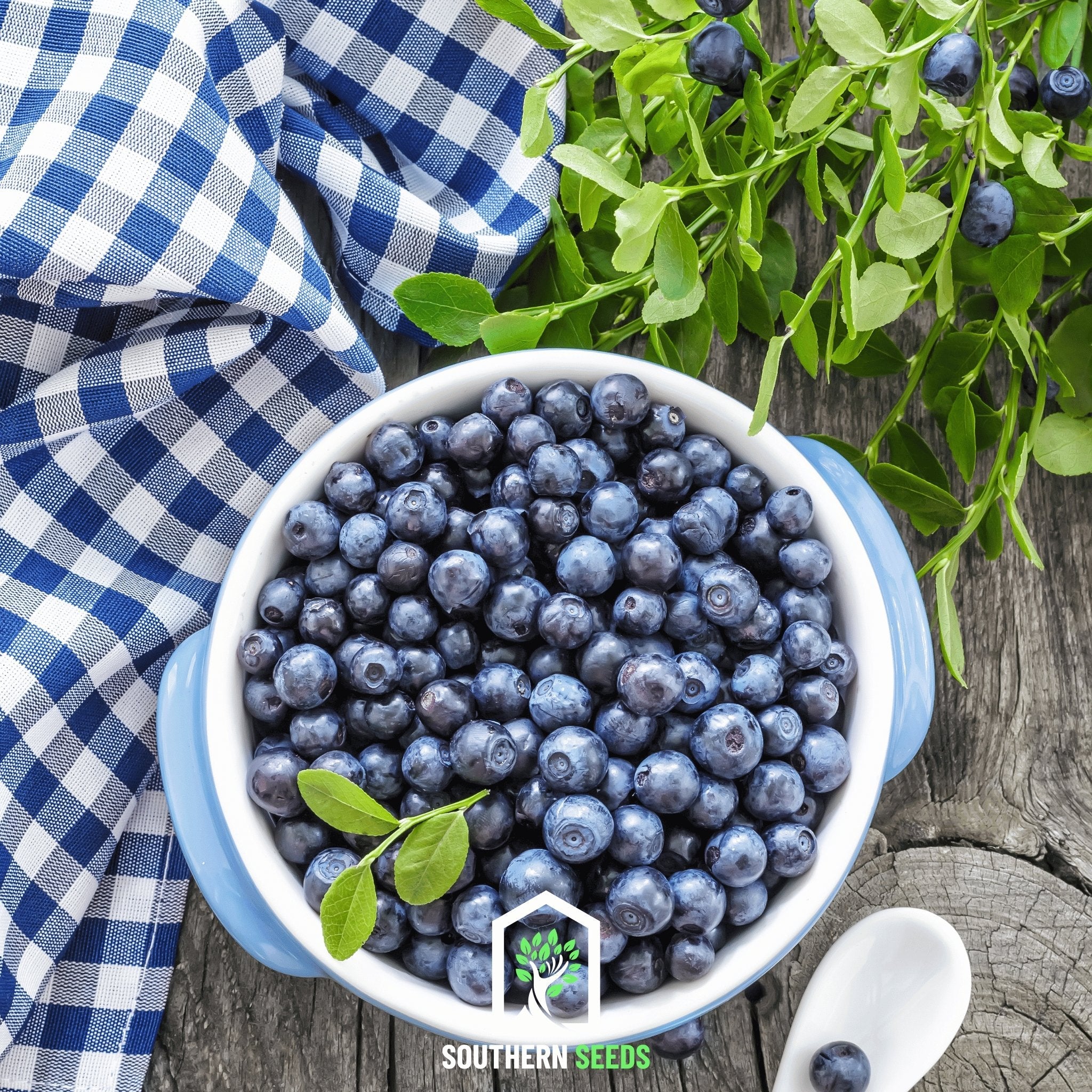 Blueberry, Southern Highbush (Vaccinium corymbosum) - 50 Seeds | Seed Therapy – Heirloom Garden Seeds