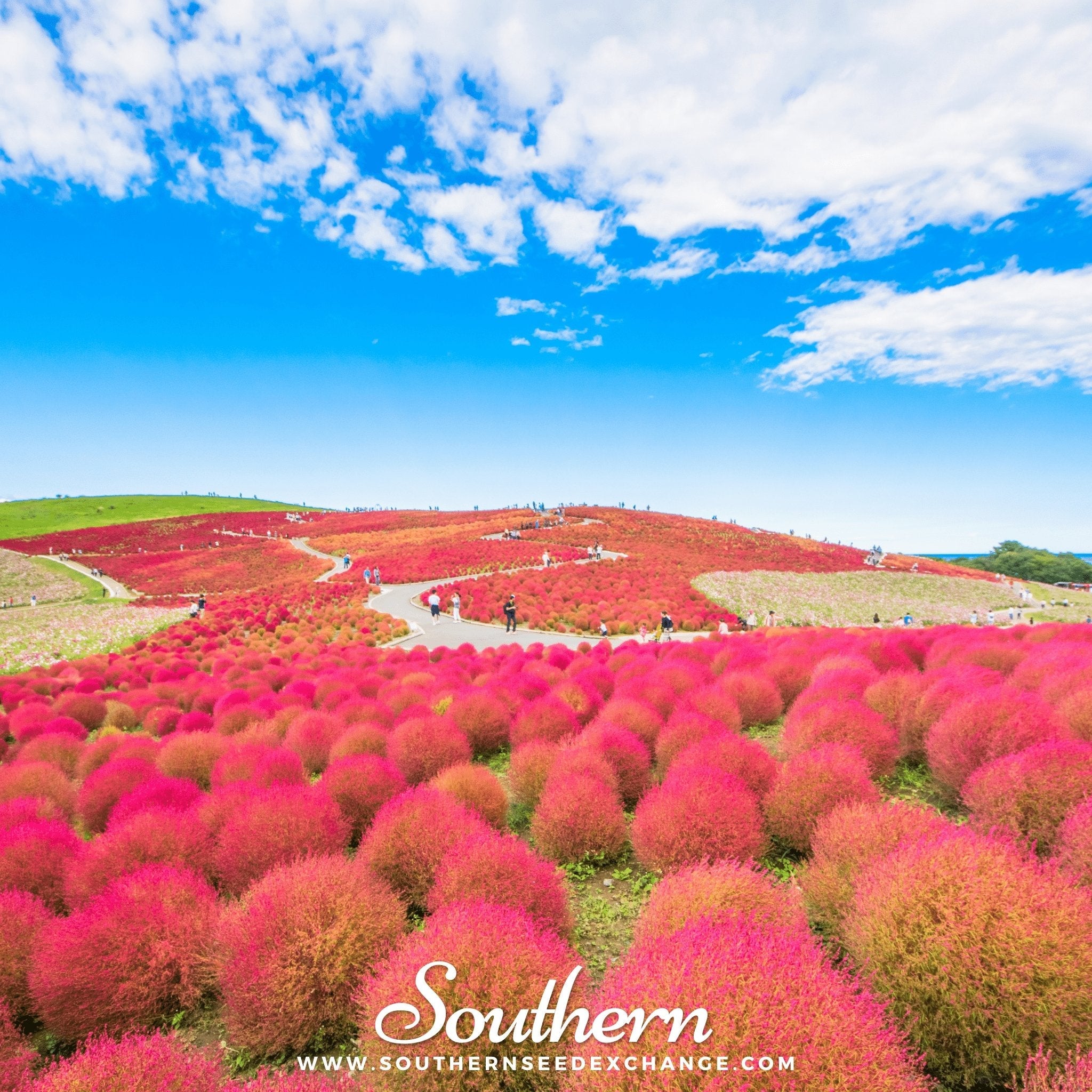 Burning Bush (Kochia trichophylla) - Changes Colors - 100 Seeds | Seed Therapy – Heirloom Garden Seeds