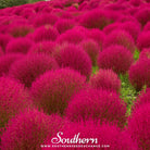 Burning Bush (Kochia trichophylla) - Changes Colors - 100 Seeds | Seed Therapy – Heirloom Garden Seeds