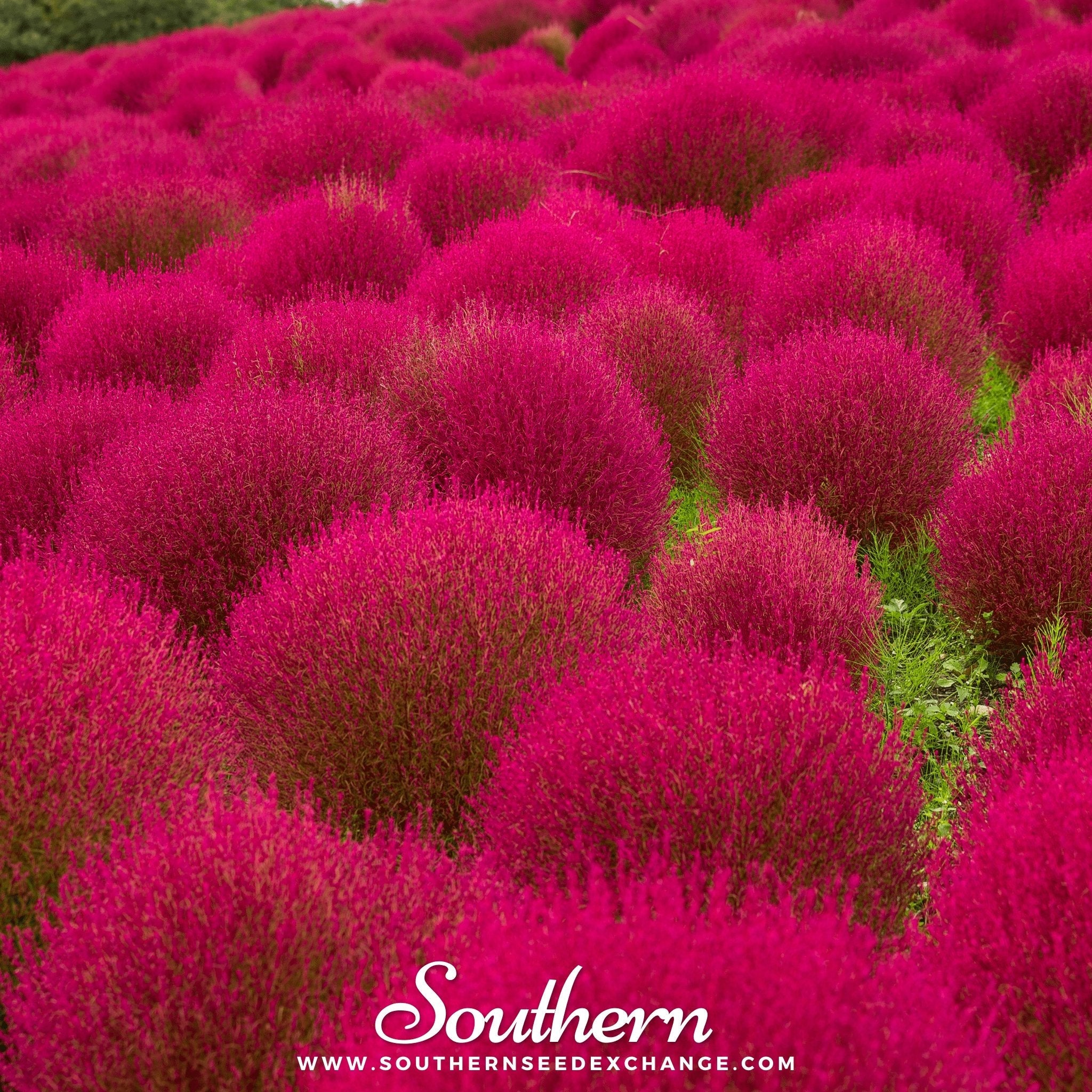 Burning Bush (Kochia trichophylla) - Changes Colors - 100 Seeds | Seed Therapy – Heirloom Garden Seeds