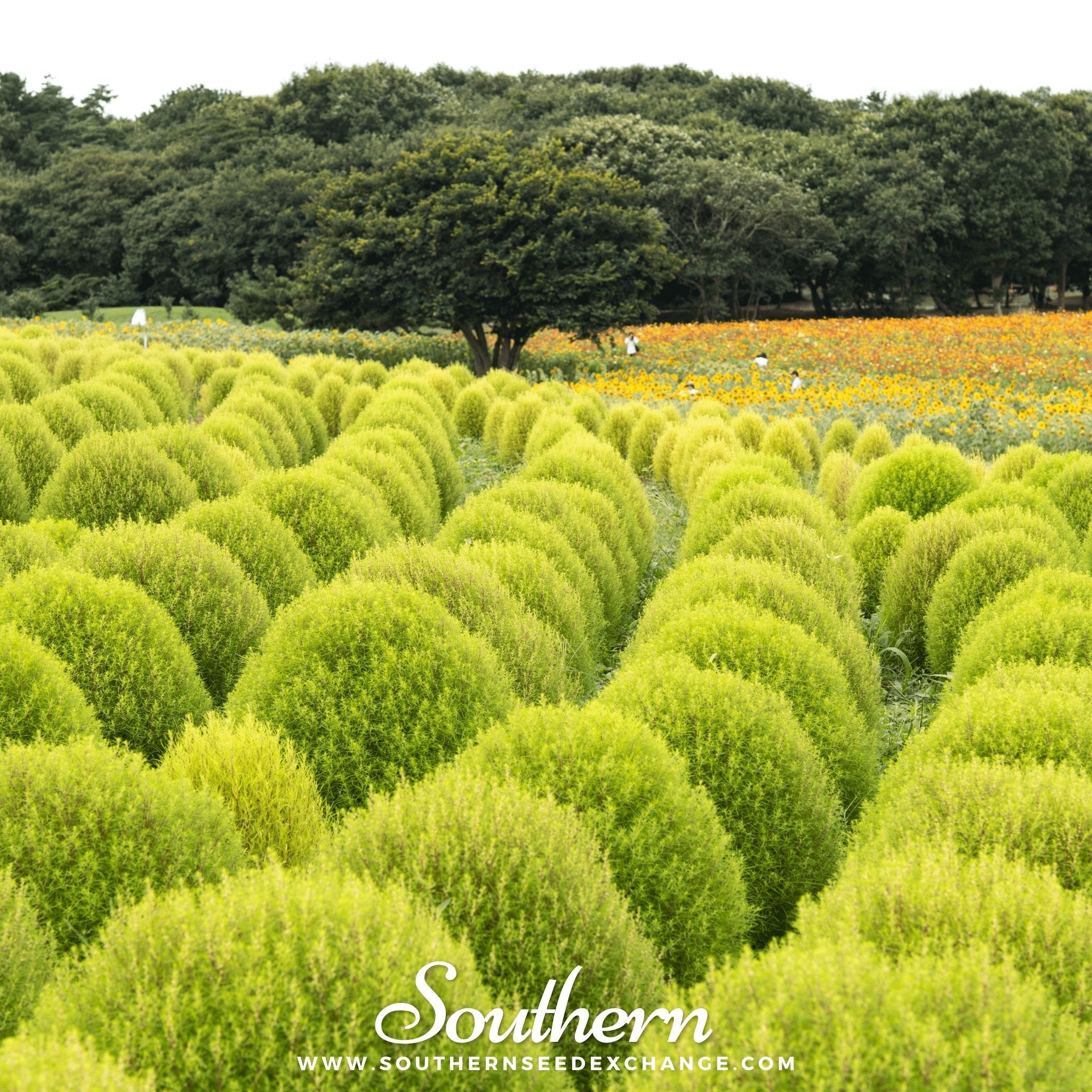 Burning Bush (Kochia trichophylla) - Changes Colors - 100 Seeds | Seed Therapy – Heirloom Garden Seeds