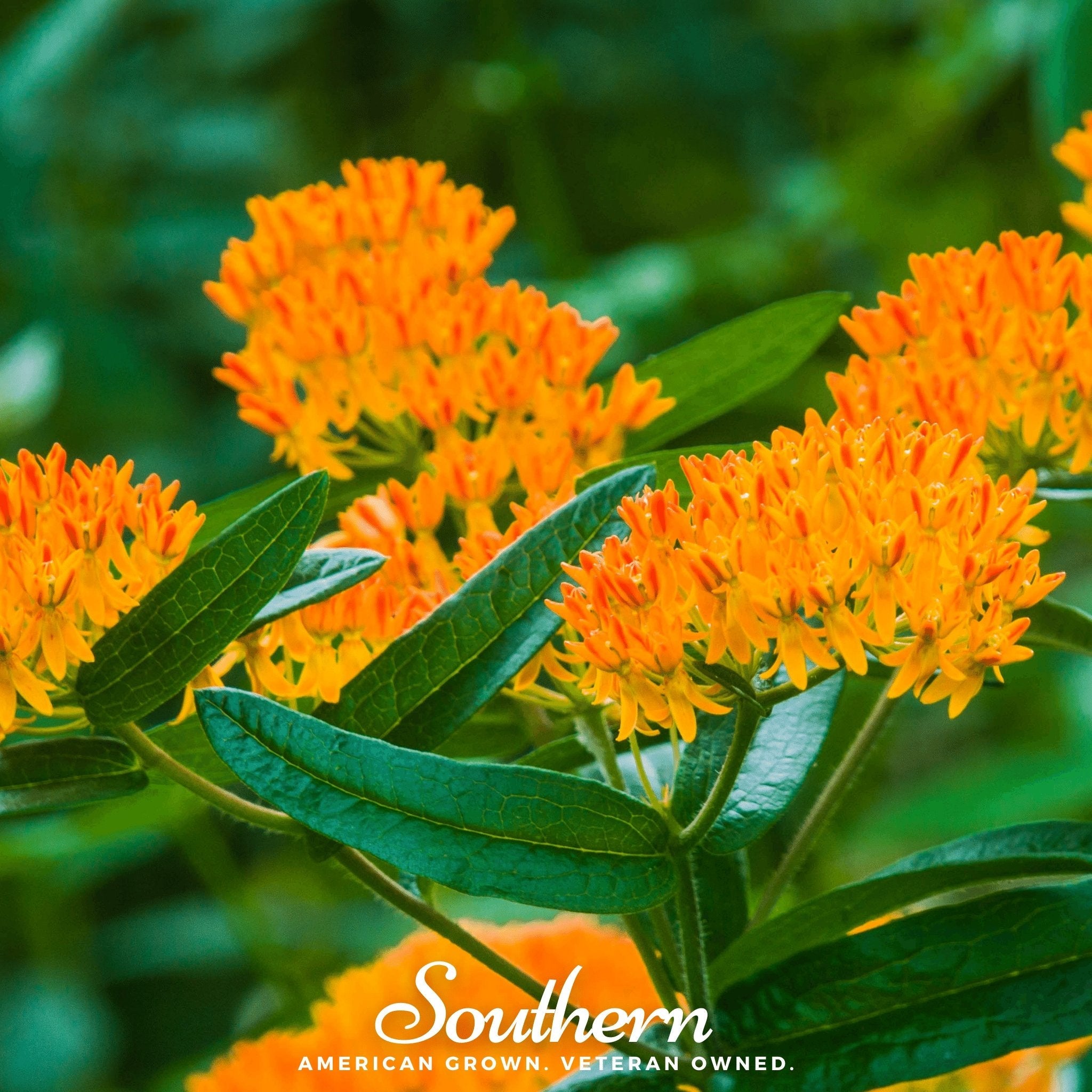 butterfly flower seeds Orange Butterfly Weed – 35 Seeds