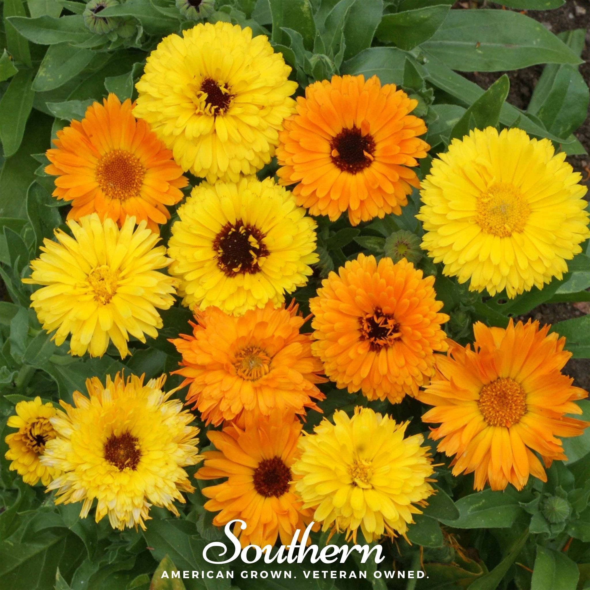 jamanthi flower seeds Calendula, Fiesta Gitana (Calendula officinalis) - 100 Seeds