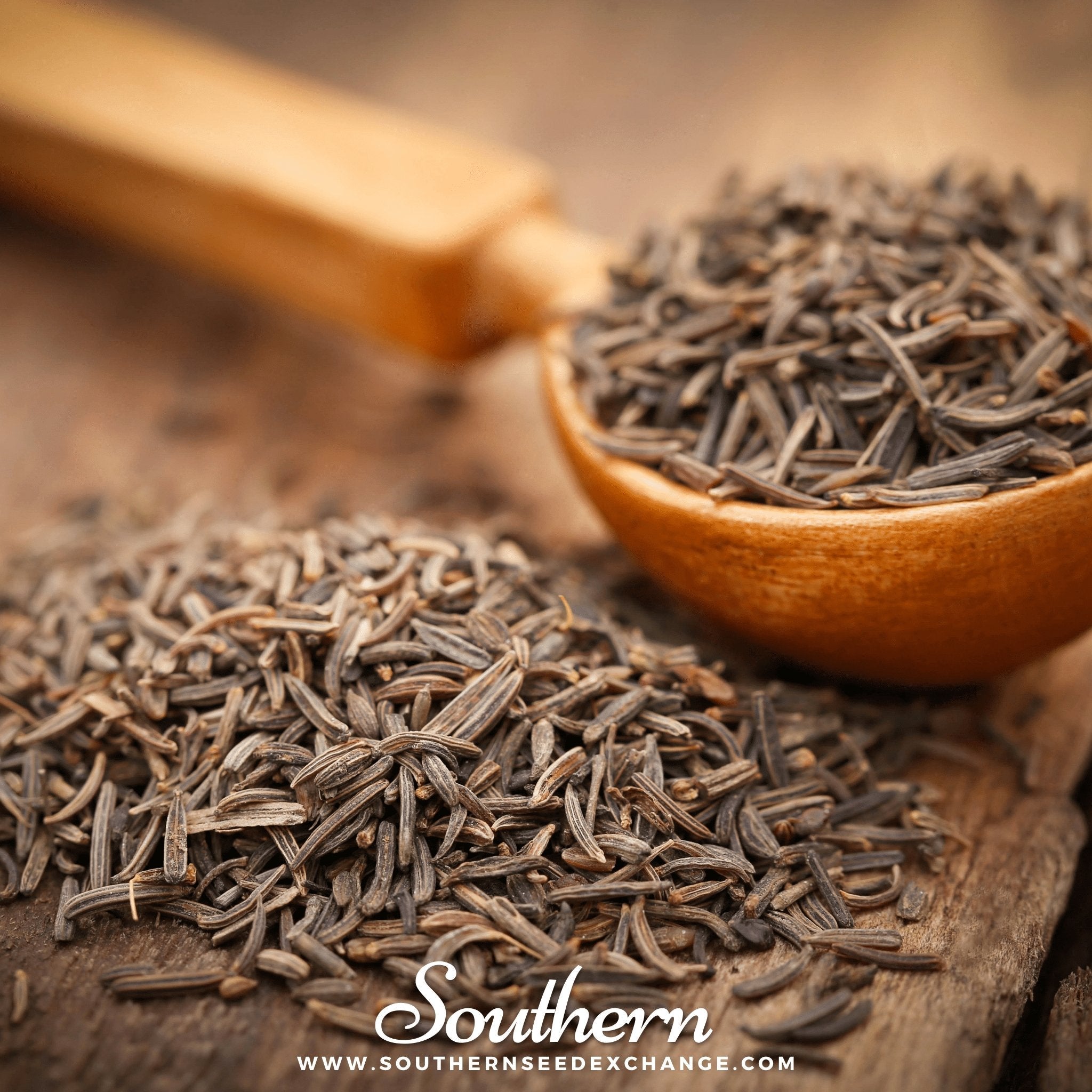Caraway (Carum carvi) - 150 Seeds