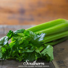 Celery, Tendercrips (Apium graveolens) - 300 Seeds | Seed Therapy – Heirloom Garden Seeds