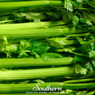 Celery, Tendercrips (Apium graveolens) - 300 Seeds | Seed Therapy – Heirloom Garden Seeds
