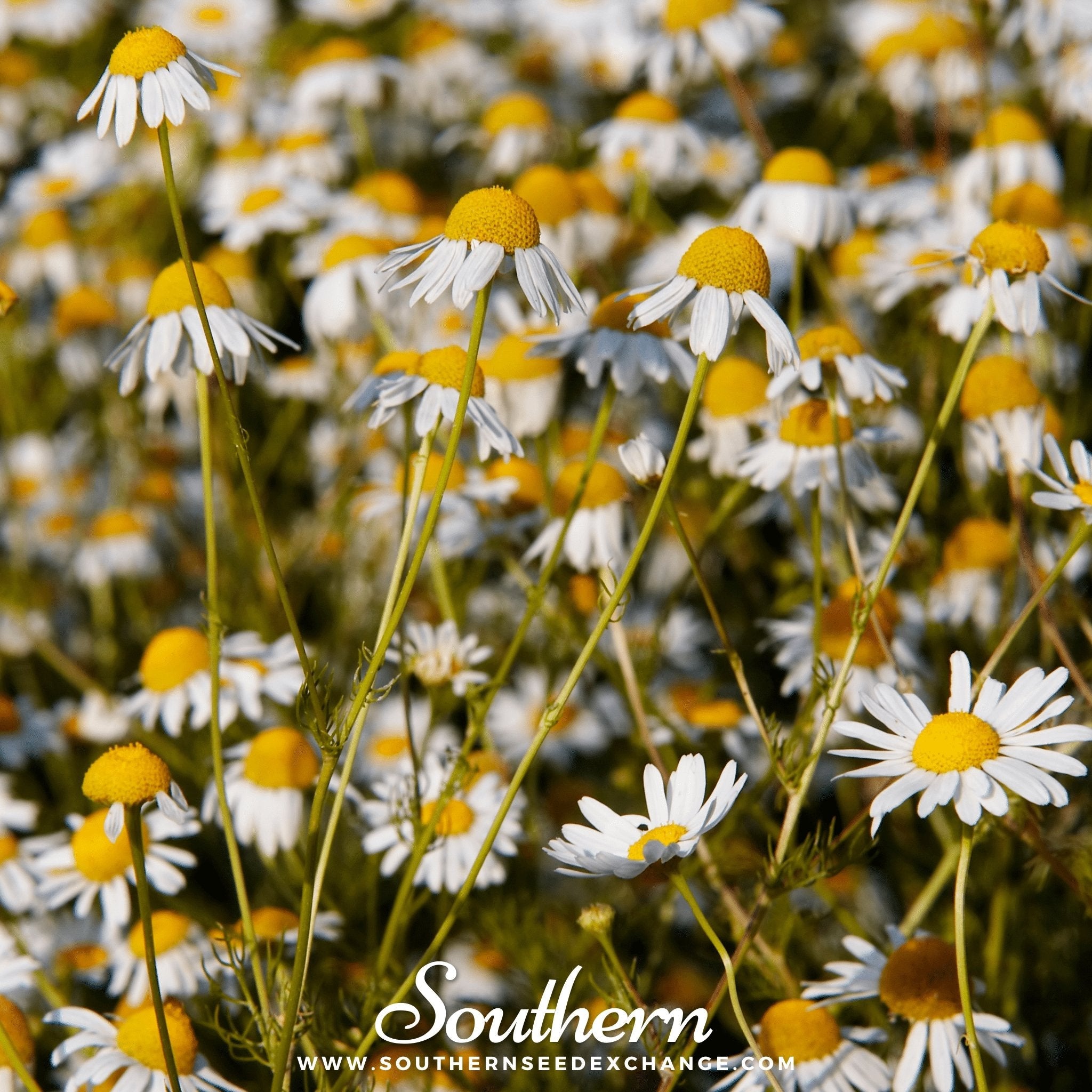 chamomile tea plant seeds Chamomile, German (Matricaria Recutita) - 200 Seeds