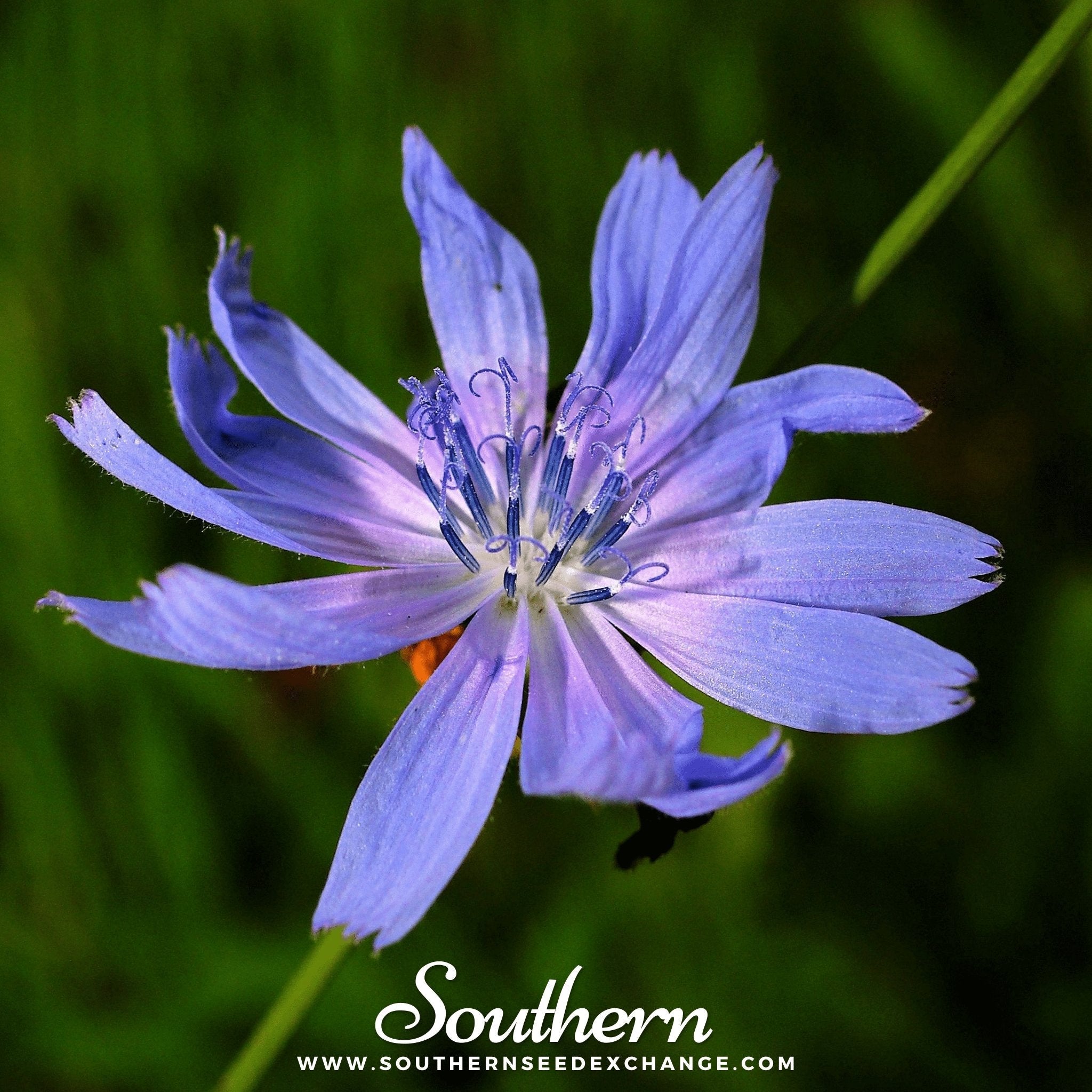 Chicory (Cichorium Intybus) - 200 Seeds | Seed Therapy – Heirloom Garden Seeds