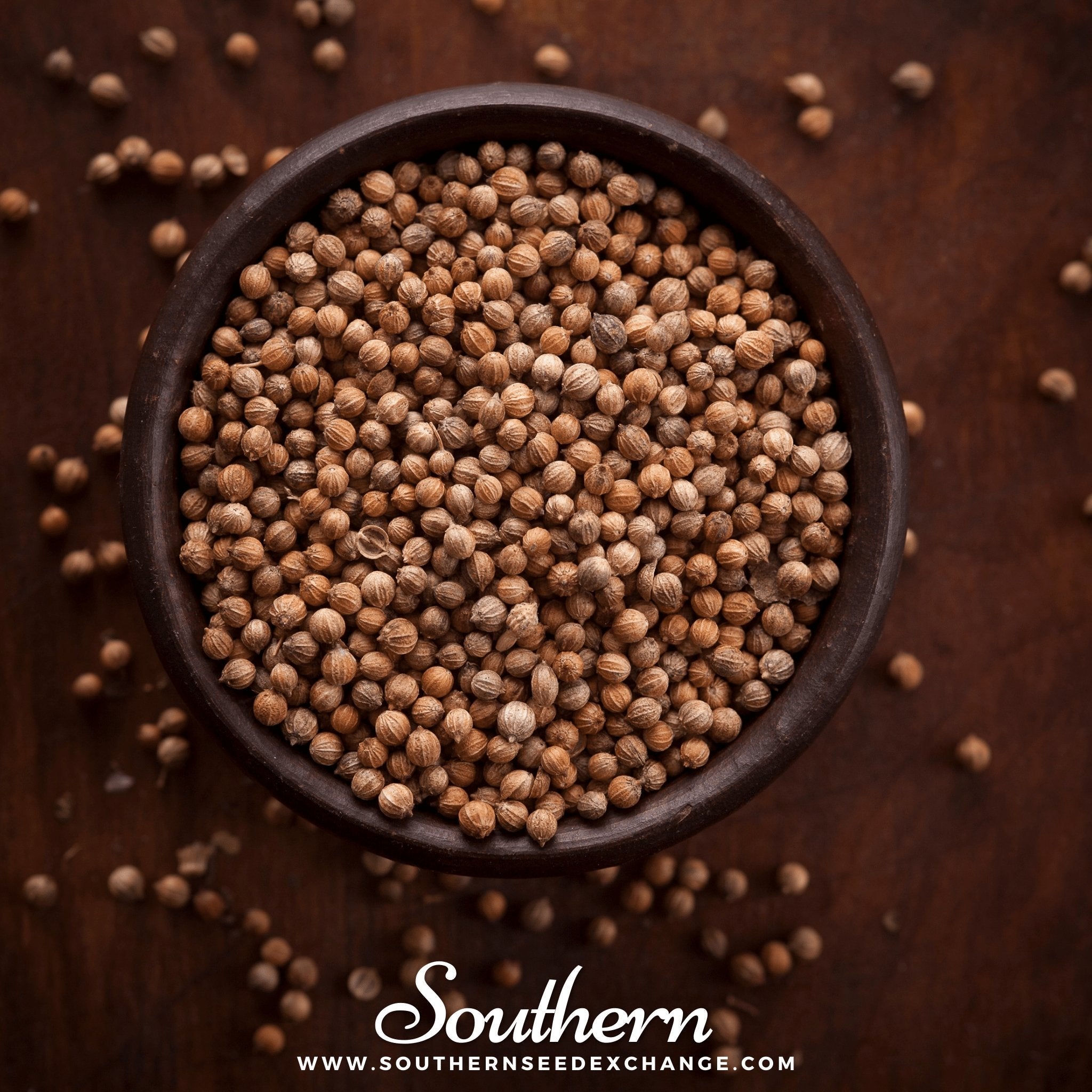 Cilantro, Santo (Coriandrum sativum) - 100 Seeds | Seed Therapy – Heirloom Garden Seeds