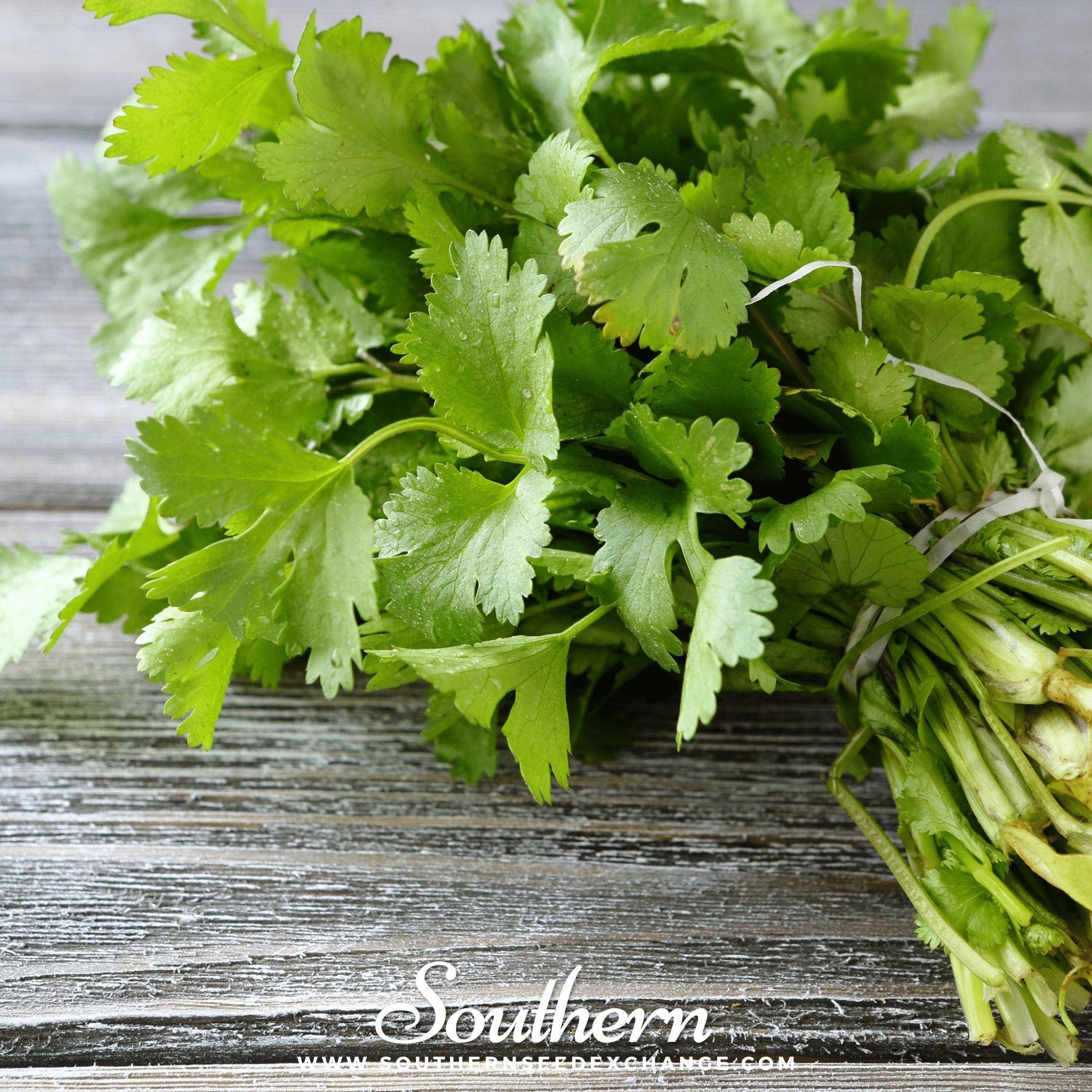 Cilantro, Santo (Coriandrum sativum) - 100 Seeds | Seed Therapy – Heirloom Garden Seeds