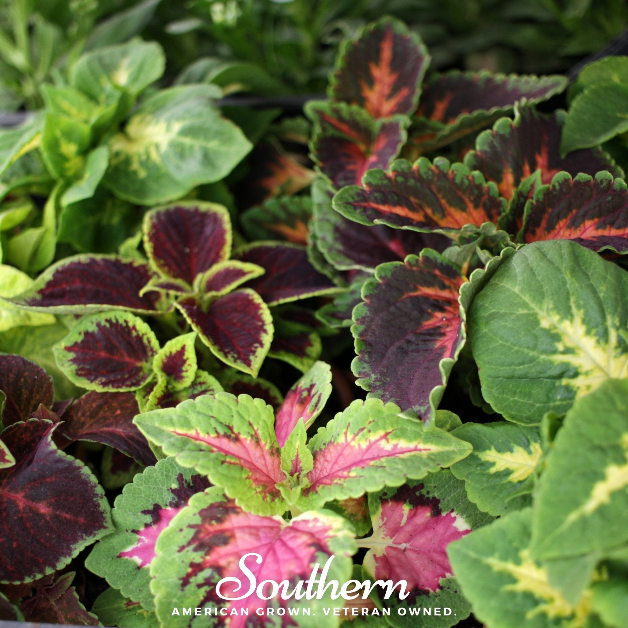 coleus plant seeds Coleus, Rainbow Mix (Solenostemon scutellarioides) - 250 Seeds