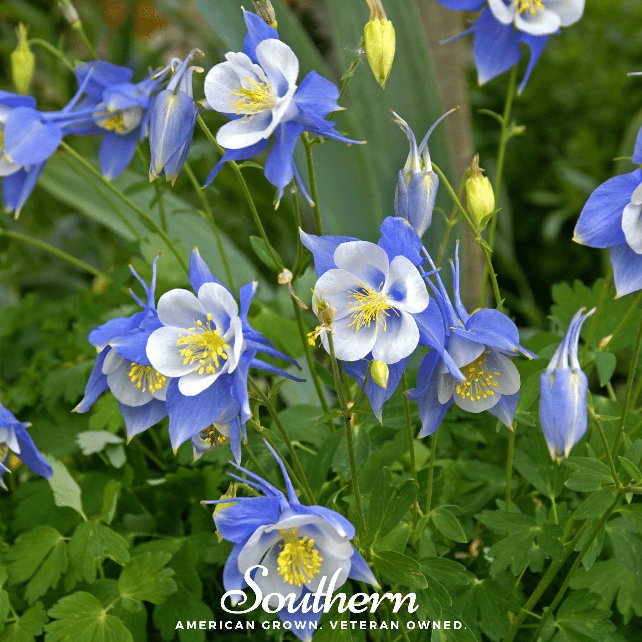 Colorado Blue Columbine  100 Seeds