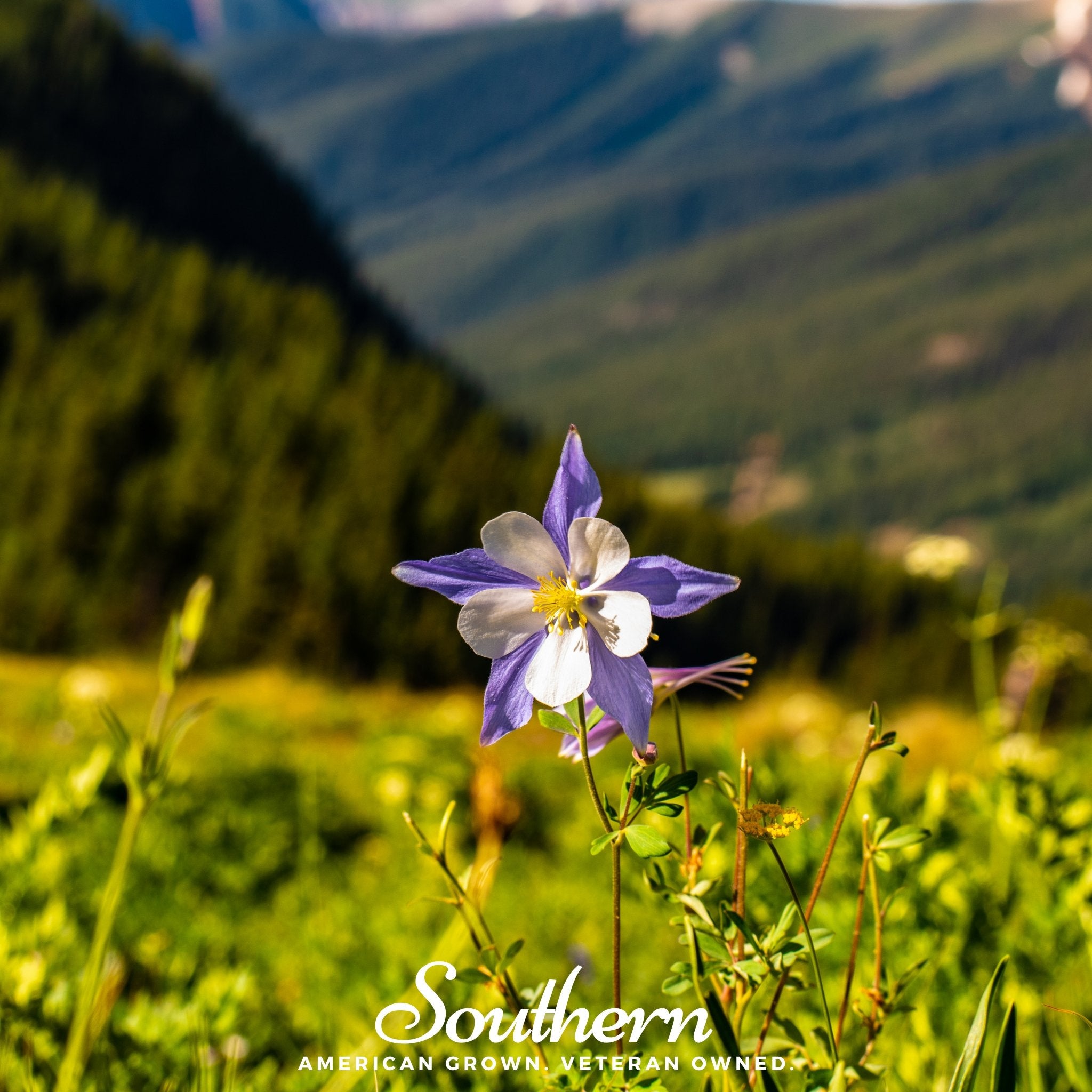Columbine, Colorado Blue (Aquilegia vulgaris) - 100 Seeds | Seed Therapy – Heirloom Garden Seeds