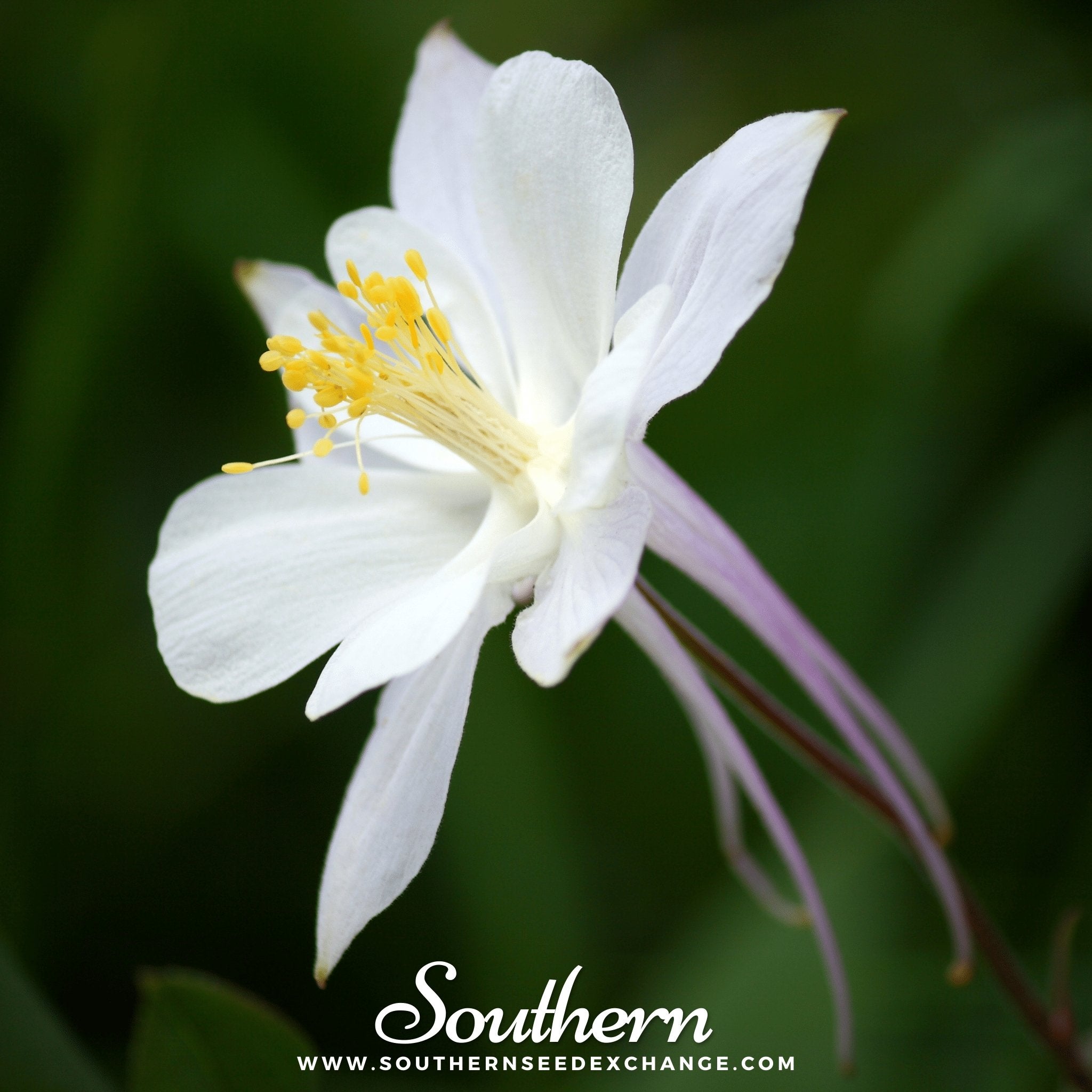 Blue Star Columbine Flower Seeds - Heirloom, Perennial, Fast-Growing (Free Shipping)