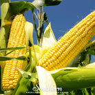 Corn, Bodacious (Zea mays) - 60 Seeds | Seed Therapy – Heirloom Garden Seeds