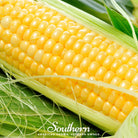 Corn, Bodacious (Zea mays) - 60 Seeds | Seed Therapy – Heirloom Garden Seeds