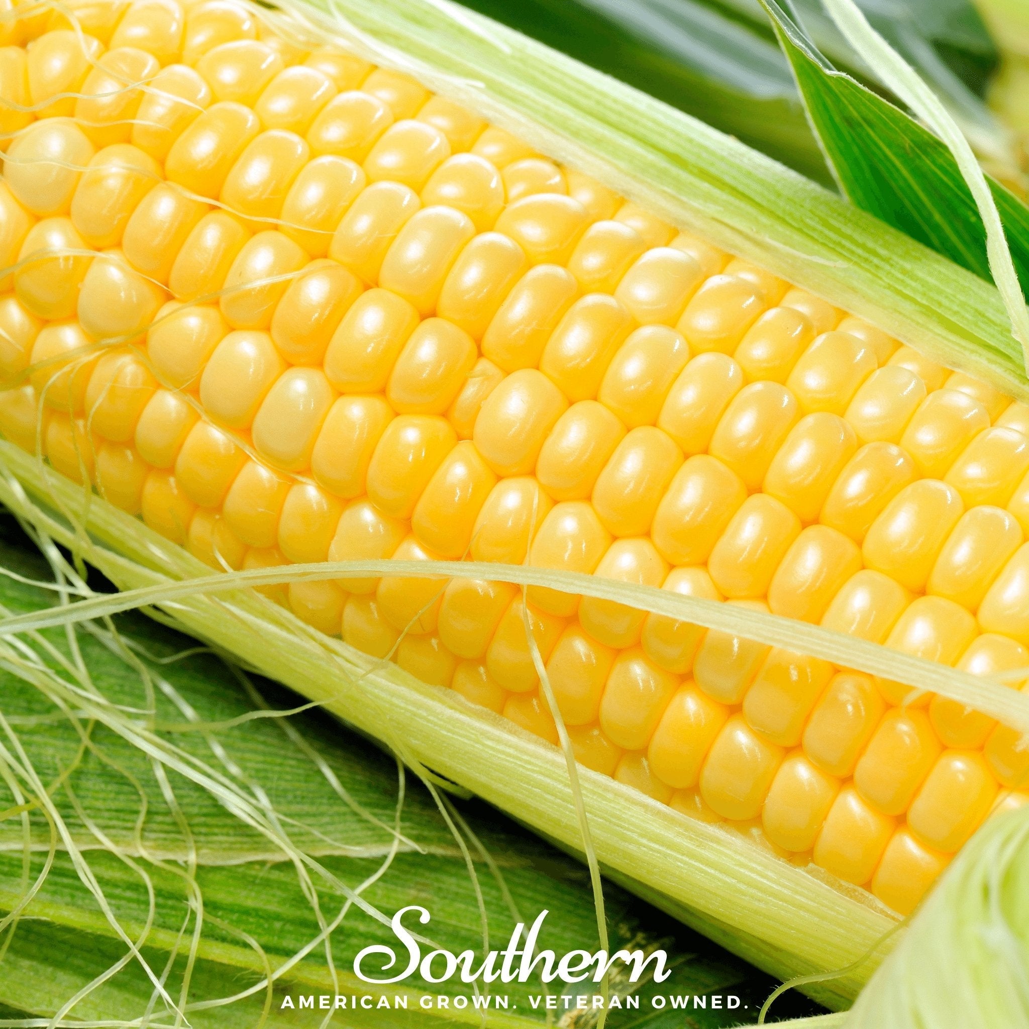 Corn, Bodacious (Zea mays) - 60 Seeds | Seed Therapy – Heirloom Garden Seeds