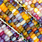 Corn, Glass Gems (Zea mays) - 30 Seeds | Seed Therapy – Heirloom Garden Seeds