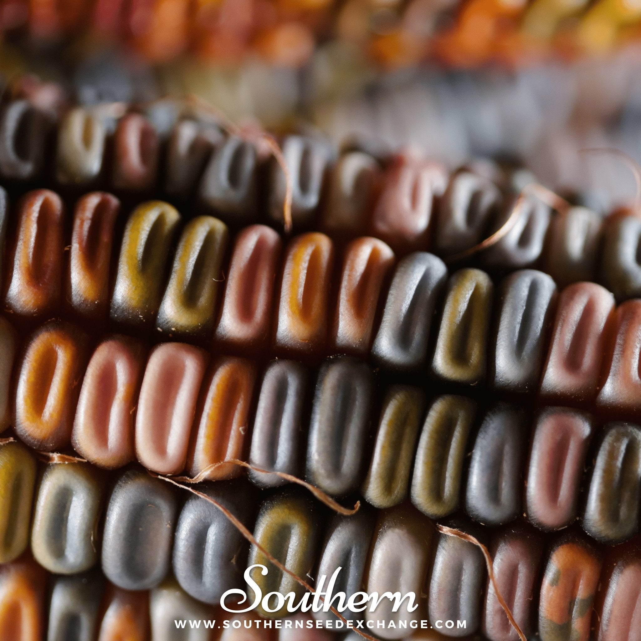 Corn, Indian Ornamental (Zea mays) - 30 Seeds | Seed Therapy – Heirloom Garden Seeds