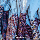 Corn, Indian Ornamental (Zea mays) - 30 Seeds | Seed Therapy – Heirloom Garden Seeds