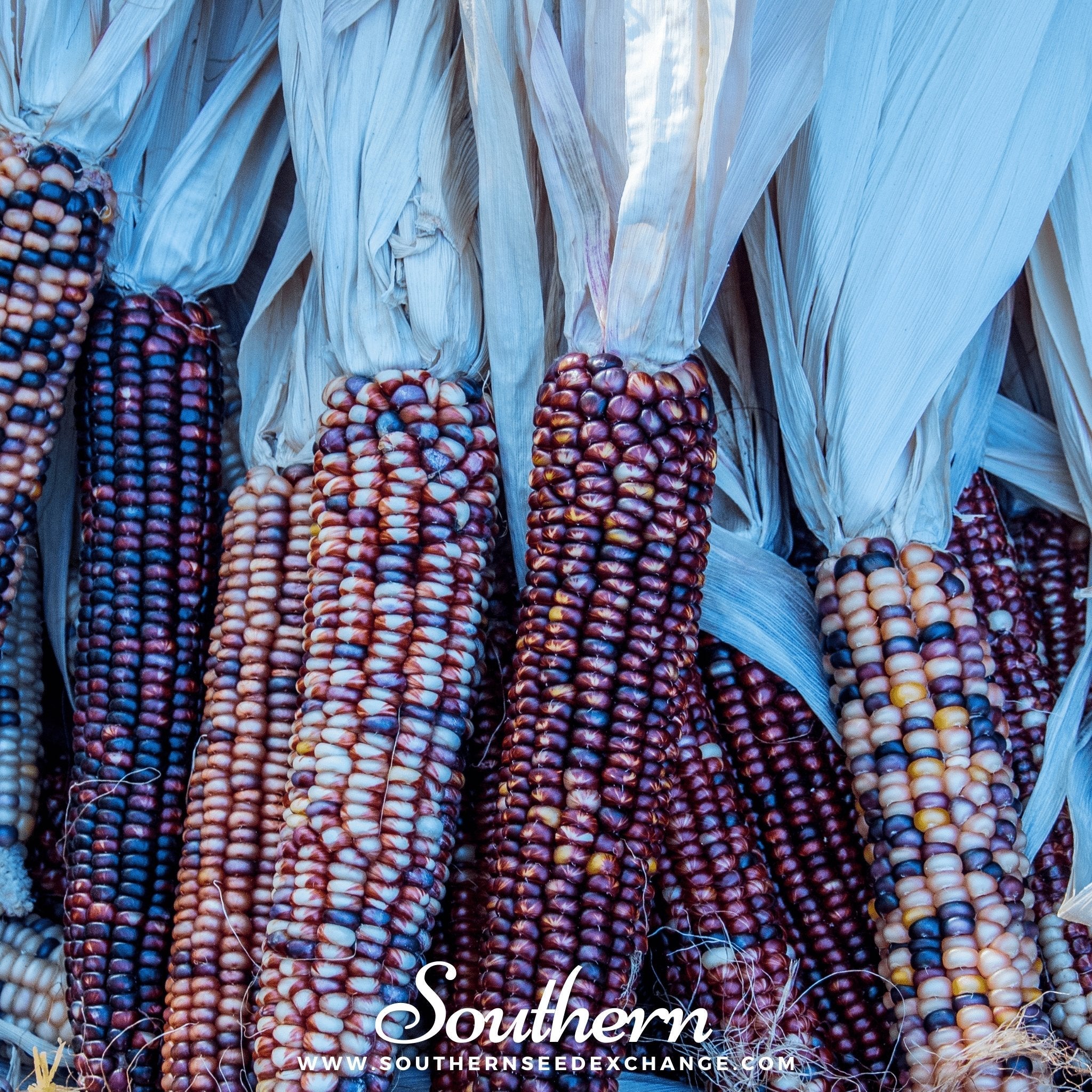 Corn, Indian Ornamental (Zea mays) - 30 Seeds | Seed Therapy – Heirloom Garden Seeds