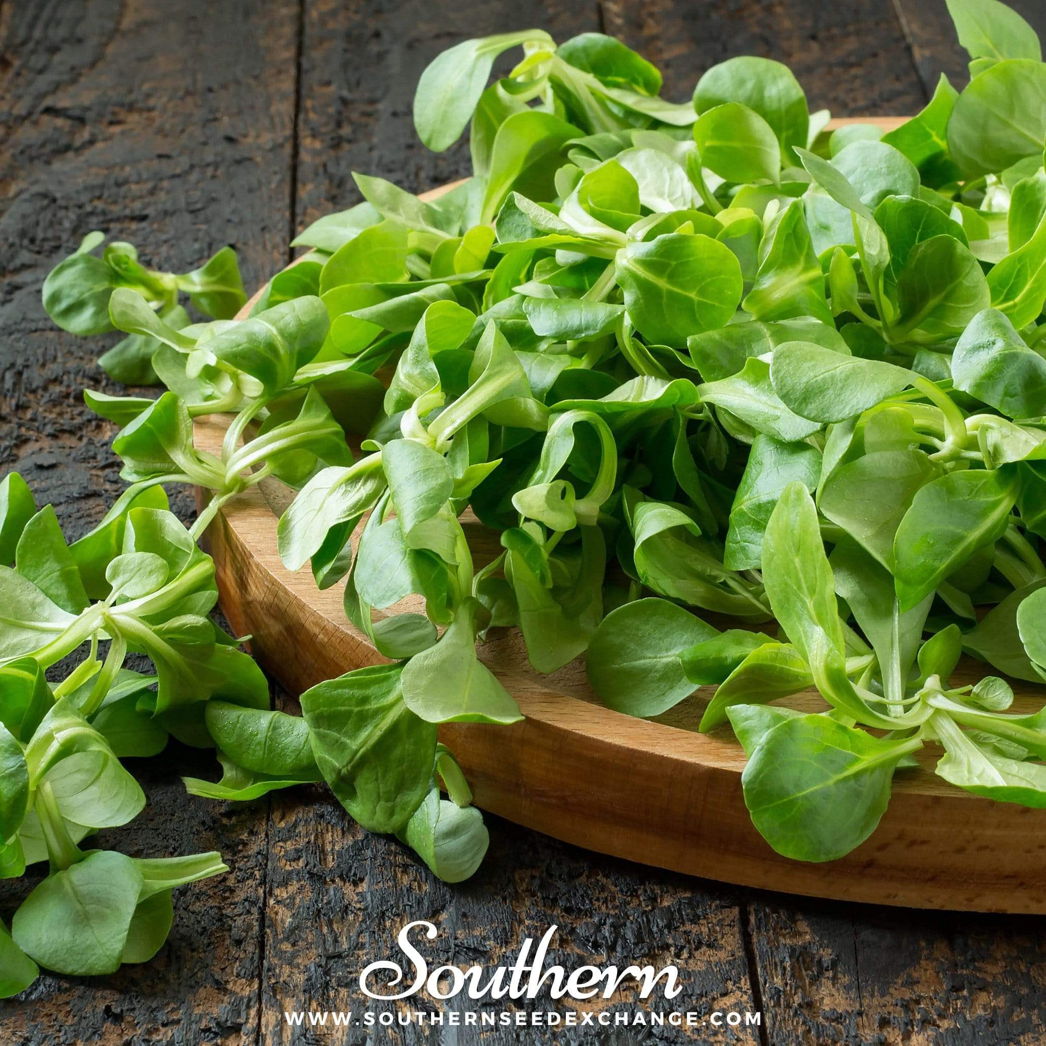Corn Salad (Valerianella Locusta) - 100 Seeds