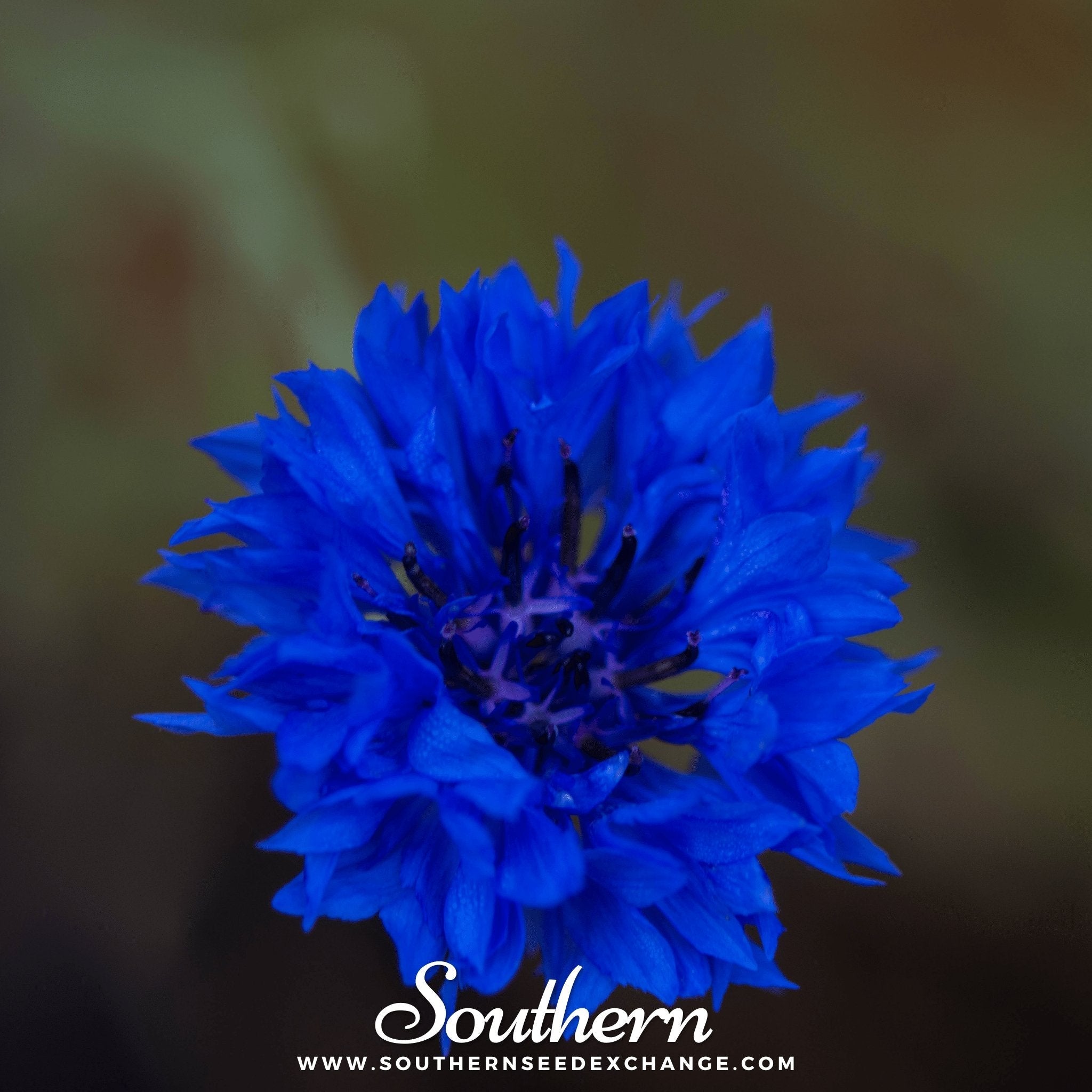 Cornflower, Tall Blue (Centaurea Cyanus) - 100 Seeds | Seed Therapy – Heirloom Garden Seeds