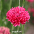Cornflower, Tall Red (Centaurea Cyanus) - 50 Seeds | Seed Therapy – Heirloom Garden Seeds